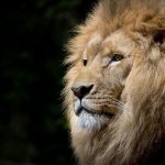 El León de Nemea