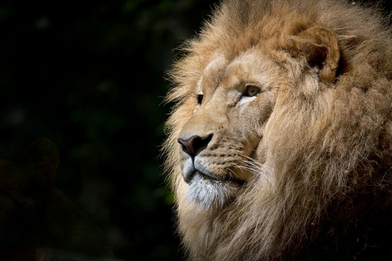 Primer trabajo de Hércules, el León de Nemea